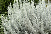 ARTEMISIA ALBA CANESCENS