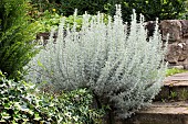 ARTEMISIA ABSINTHUM LAMBROOK SILVER