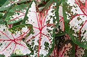 CALADIUM CAROLYN WHORTON