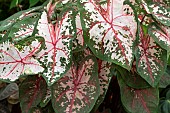 CALADIUM CAROLYN WHORTON