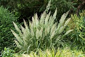 CALAMAGROSTIS BRACHYTICHA