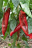 CAPSICUM ANNUUM DIABLO F1