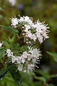 CARYOPTERIS CLANDONENSIS STEPHI(LISSTEPH)