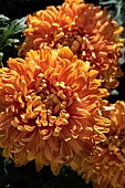 CHRYSANTHEMUM ASTRO