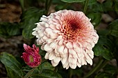 CHRYSANTHEMUM DEE GEM