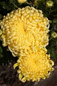 CHRYSANTHEMUM DOROTHY STONE PRIMROSE