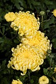 CHRYSANTHEMUM DOROTHY STONE PRIMROSE