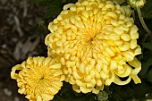 CHRYSANTHEMUM DOROTHY STONE PRIMROSE