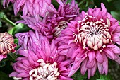 CHRYSANTHEMUM VENICE