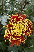 CHRYSANTHUEMUM TOM PEARCE