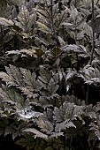 CIMICIFUGA RAMOSA ATROPURPUREA