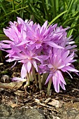 COLCHICUM WATERLILY