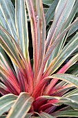 CORDYLINE AUSTRALIS MAGIC STAR (TUS020)