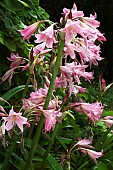 CRINUM X POWELLII