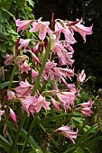 CRINUM X POWELLII