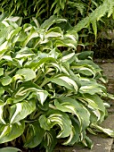 HOSTA UNDULATA UNDULATA