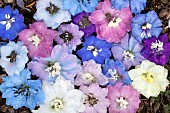 DELPHINIUM FLOWERS