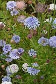 DIDISCUS CAERULEUS