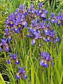 IRIS SIBIRICA (SIBERIAN FLAG)