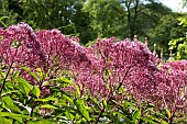 EUPATORIUM MACULATUM ATROPURPUREUM