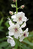 VERBASCUM BLATTARIA ALBIFLORUM