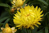 HELECHRYSUM GOLDEN YELLOW