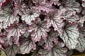 HEUCHERA HUCKLEBERRY (IFHEHB)