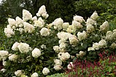 HYDRANGEA PANICULATA PHANTOM