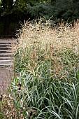 MISCANTHUS SINENSIS GRACILLIMUS