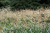 MISCANTHUS SINENSIS GRACILLIMUS