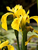 IRIS PSEUDACORUS (YELLOW WATER FLAG)