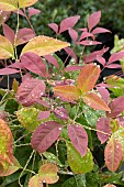 NANDINA DOMESTICA BLUSH PINK (AKA)