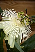 PASSIFLORA SNOW QUEEN