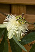 PASSIFLORA SNOW QUEEN