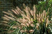 PENNISETUM CASSIANS CHOICE