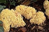 RAMARIA STRICTA