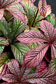 RODGERSIA BRONZE PEACOCK