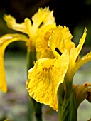 IRIS PSEUDACORUS (YELLOW WATER FLAG)