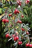 ROSA GLAUCA