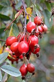 ROSA GLAUCA