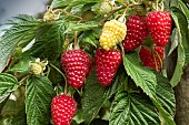 RUBUS IDAEUS AUTUMN TREASURE