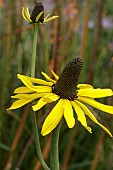 RUDBECKIA MAXIMA