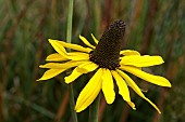 RUDBECKIA MAXIMA