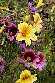 SALPIGLOSSIS SUPERBISSIMA