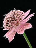 ASTRANTIA MAJOR BUCKLAND