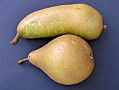 PEAR CONFERENCE