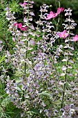 SALVIA SCLAREA VAR TURKESTANIANA