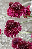 SCABIOSA ATROPURPUREA BLACK KNIGHT