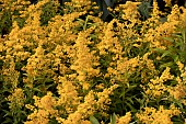 SOLIDAGO GOLDENMOSA