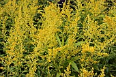 SOLIDAGO GOLDENMOSA